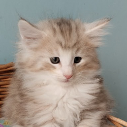 aksel