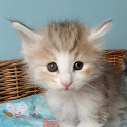 astrid