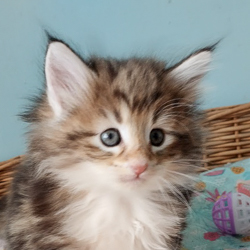ayla
