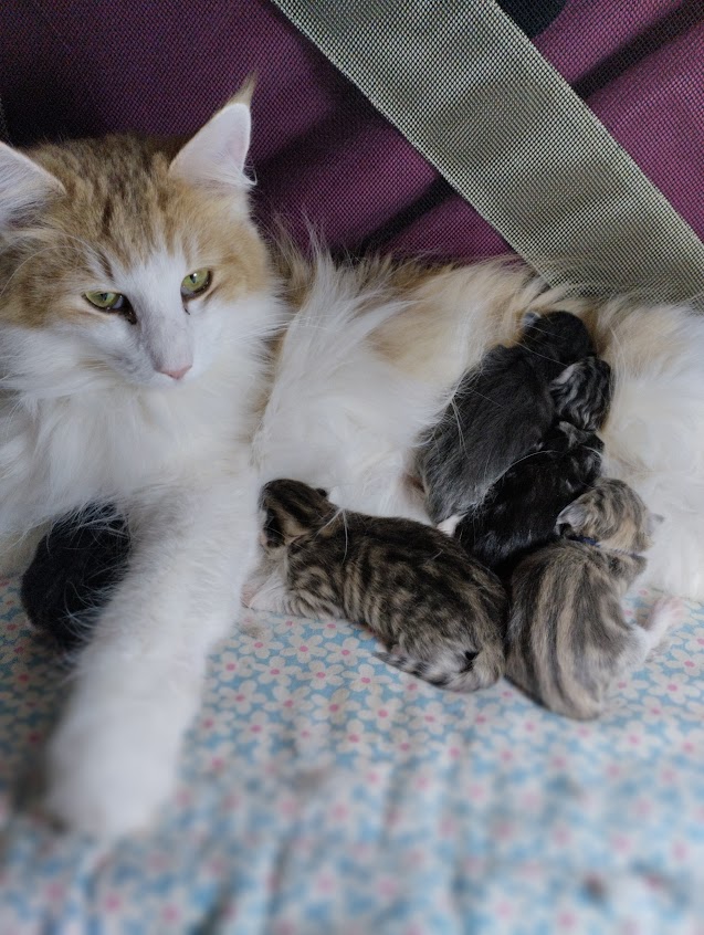 Tishana et ses bébés